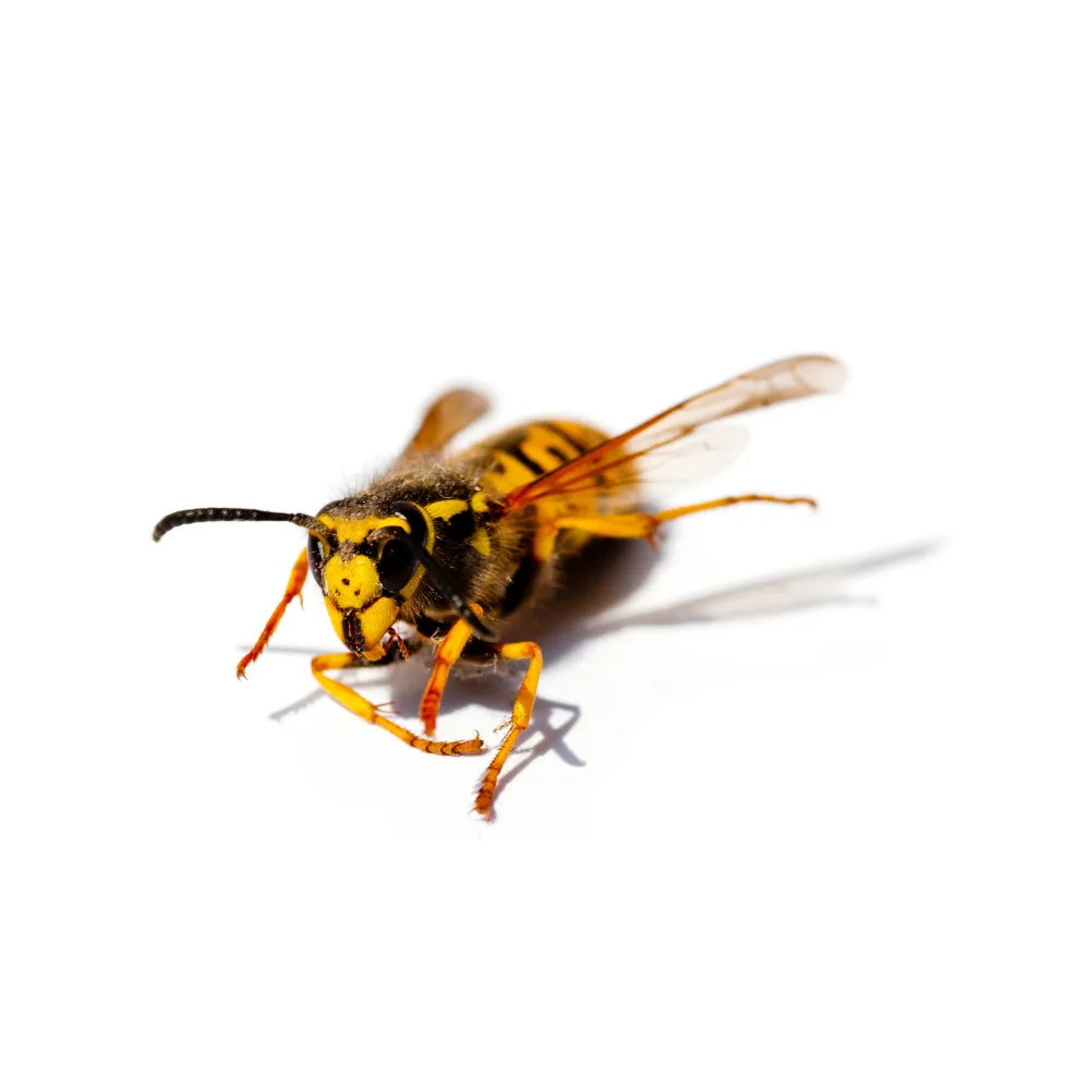 Yellow jackets
