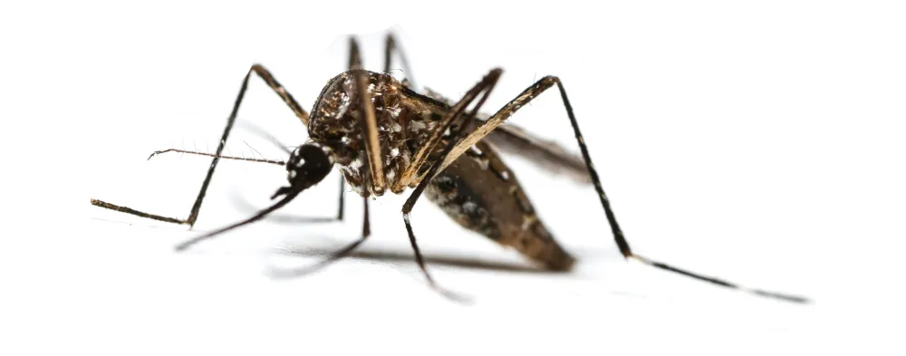 Mosquito