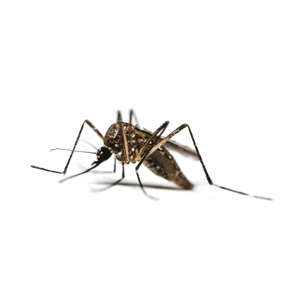 MOSQUITOES